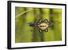 Edible Frog in the Danube Delta, Reflecting in Water, Romania-Martin Zwick-Framed Photographic Print