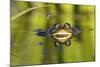 Edible Frog in the Danube Delta, Reflecting in Water, Romania-Martin Zwick-Mounted Photographic Print