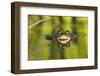 Edible Frog in the Danube Delta, Reflecting in Water, Romania-Martin Zwick-Framed Photographic Print