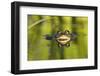 Edible Frog in the Danube Delta, Reflecting in Water, Romania-Martin Zwick-Framed Photographic Print