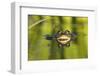 Edible Frog in the Danube Delta, Reflecting in Water, Romania-Martin Zwick-Framed Photographic Print