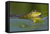 Edible Frog in the Danube Delta, Romania, Romania, Danube Delta-Martin Zwick-Framed Stretched Canvas