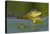 Edible Frog in the Danube Delta, Romania, Romania, Danube Delta-Martin Zwick-Stretched Canvas