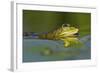 Edible Frog in the Danube Delta, Romania, Romania, Danube Delta-Martin Zwick-Framed Photographic Print