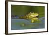 Edible Frog in the Danube Delta, Romania, Romania, Danube Delta-Martin Zwick-Framed Photographic Print