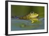 Edible Frog in the Danube Delta, Romania, Romania, Danube Delta-Martin Zwick-Framed Photographic Print