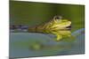 Edible Frog in the Danube Delta, Romania, Romania, Danube Delta-Martin Zwick-Mounted Photographic Print