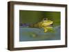 Edible Frog in the Danube Delta, Romania, Romania, Danube Delta-Martin Zwick-Framed Photographic Print