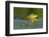 Edible Frog in the Danube Delta, Romania, Romania, Danube Delta-Martin Zwick-Framed Photographic Print