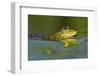 Edible Frog in the Danube Delta, Romania, Romania, Danube Delta-Martin Zwick-Framed Photographic Print