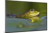 Edible Frog in the Danube Delta, Romania, Romania, Danube Delta-Martin Zwick-Mounted Photographic Print