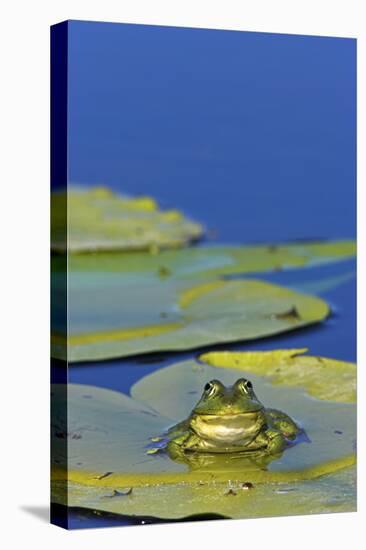 Edible Frog in the Danube Delta Sitting on Leaf of Water Lily, Romania-Martin Zwick-Stretched Canvas