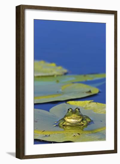 Edible Frog in the Danube Delta Sitting on Leaf of Water Lily, Romania-Martin Zwick-Framed Photographic Print