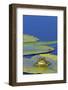 Edible Frog in the Danube Delta Sitting on Leaf of Water Lily, Romania-Martin Zwick-Framed Photographic Print