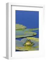 Edible Frog in the Danube Delta Sitting on Leaf of Water Lily, Romania-Martin Zwick-Framed Photographic Print