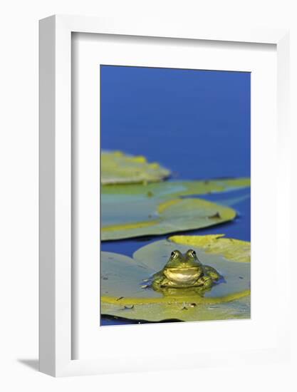 Edible Frog in the Danube Delta Sitting on Leaf of Water Lily, Romania-Martin Zwick-Framed Photographic Print