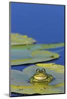 Edible Frog in the Danube Delta Sitting on Leaf of Water Lily, Romania-Martin Zwick-Mounted Photographic Print