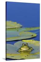 Edible Frog in the Danube Delta Sitting on Leaf of Water Lily, Romania-Martin Zwick-Stretched Canvas