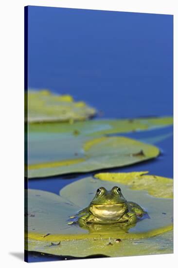 Edible Frog in the Danube Delta Sitting on Leaf of Water Lily, Romania-Martin Zwick-Stretched Canvas