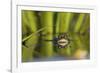 Edible Frog in the Danube Delta Swimming in Water Soldier, Romania-Martin Zwick-Framed Photographic Print