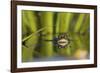 Edible Frog in the Danube Delta Swimming in Water Soldier, Romania-Martin Zwick-Framed Photographic Print