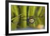 Edible Frog in the Danube Delta Swimming in Water Soldier, Romania-Martin Zwick-Framed Photographic Print