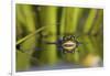 Edible Frog in the Danube Delta Swimming in Water Soldier, Romania-Martin Zwick-Framed Photographic Print