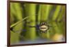 Edible Frog in the Danube Delta Swimming in Water Soldier, Romania-Martin Zwick-Framed Photographic Print