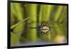 Edible Frog in the Danube Delta Swimming in Water Soldier, Romania-Martin Zwick-Framed Photographic Print