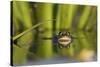 Edible Frog in the Danube Delta Swimming in Water Soldier, Romania-Martin Zwick-Stretched Canvas