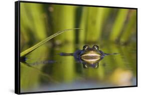 Edible Frog in the Danube Delta Swimming in Water Soldier, Romania-Martin Zwick-Framed Stretched Canvas