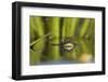 Edible Frog in the Danube Delta Swimming in Water Soldier, Romania-Martin Zwick-Framed Photographic Print