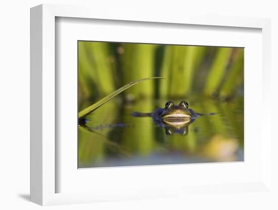 Edible Frog in the Danube Delta Swimming in Water Soldier, Romania-Martin Zwick-Framed Photographic Print