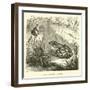 Edible Frog, Rana Esculenta-null-Framed Giclee Print