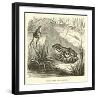 Edible Frog, Rana Esculenta-null-Framed Giclee Print