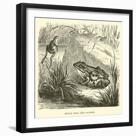 Edible Frog, Rana Esculenta-null-Framed Giclee Print