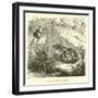 Edible Frog, Rana Esculenta-null-Framed Giclee Print