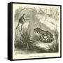 Edible Frog, Rana Esculenta-null-Framed Stretched Canvas