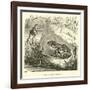 Edible Frog, Rana Esculenta-null-Framed Giclee Print