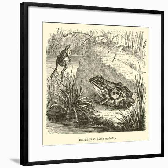 Edible Frog, Rana Esculenta-null-Framed Giclee Print
