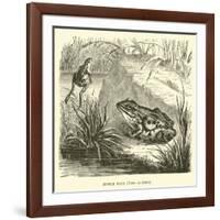 Edible Frog, Rana Esculenta-null-Framed Giclee Print