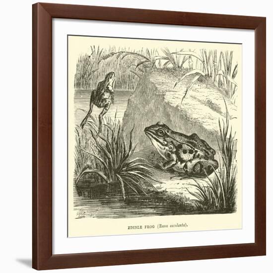 Edible Frog, Rana Esculenta-null-Framed Giclee Print