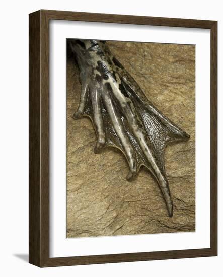 Edible Frog - Webbed Foot-Paul Starosta-Framed Photographic Print