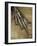 Edible Frog - Webbed Foot-Paul Starosta-Framed Photographic Print