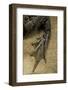 Edible Frog - Webbed Foot-Paul Starosta-Framed Photographic Print