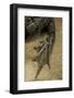 Edible Frog - Webbed Foot-Paul Starosta-Framed Photographic Print