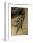 Edible Frog - Webbed Foot-Paul Starosta-Framed Photographic Print