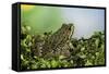 Edible Frog-Paul Starosta-Framed Stretched Canvas