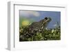 Edible Frog-Paul Starosta-Framed Photographic Print