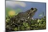 Edible Frog-Paul Starosta-Mounted Photographic Print